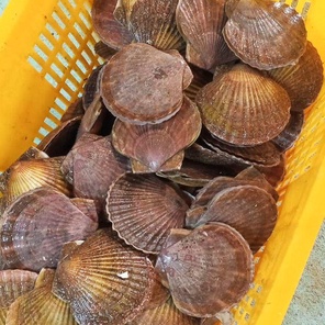 Гребешок приморский